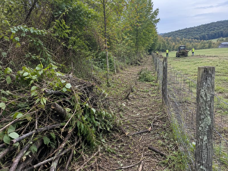 Brush Removal & Haul-Off: another example of the tree work we handle around Kingsport
