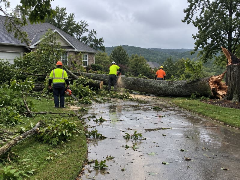Emergency & Storm Tree Removal in Kingsport, Tennessee